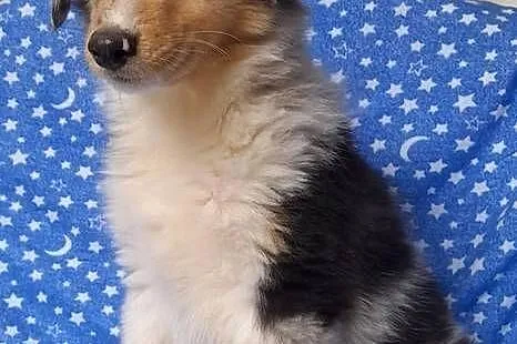 Owczarek Szkocki - szczeniaczki Blue merle, Łódzkie, Bełchatów