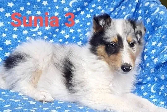 Owczarek Szkocki - szczeniaczki Blue merle, Łódzkie, Bełchatów