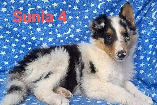 Owczarek Szkocki - szczeniaczki Blue merle, Łódzkie, Bełchatów