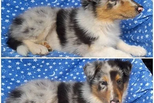 Owczarek Szkocki - szczeniaczki Blue merle, Łódzkie, Bełchatów