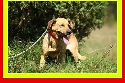 Pozytywnie nastawiony do człowieka,łagodny,kontaktowy,pies PLUTO,  dolnośląskie Wrocław