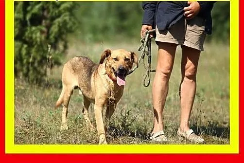 Pozytywnie nastawiony do człowieka,łagodny,kontakt