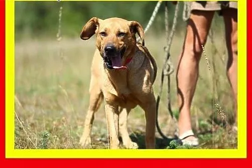 Pozytywnie nastawiony do człowieka,łagodny,kontakt