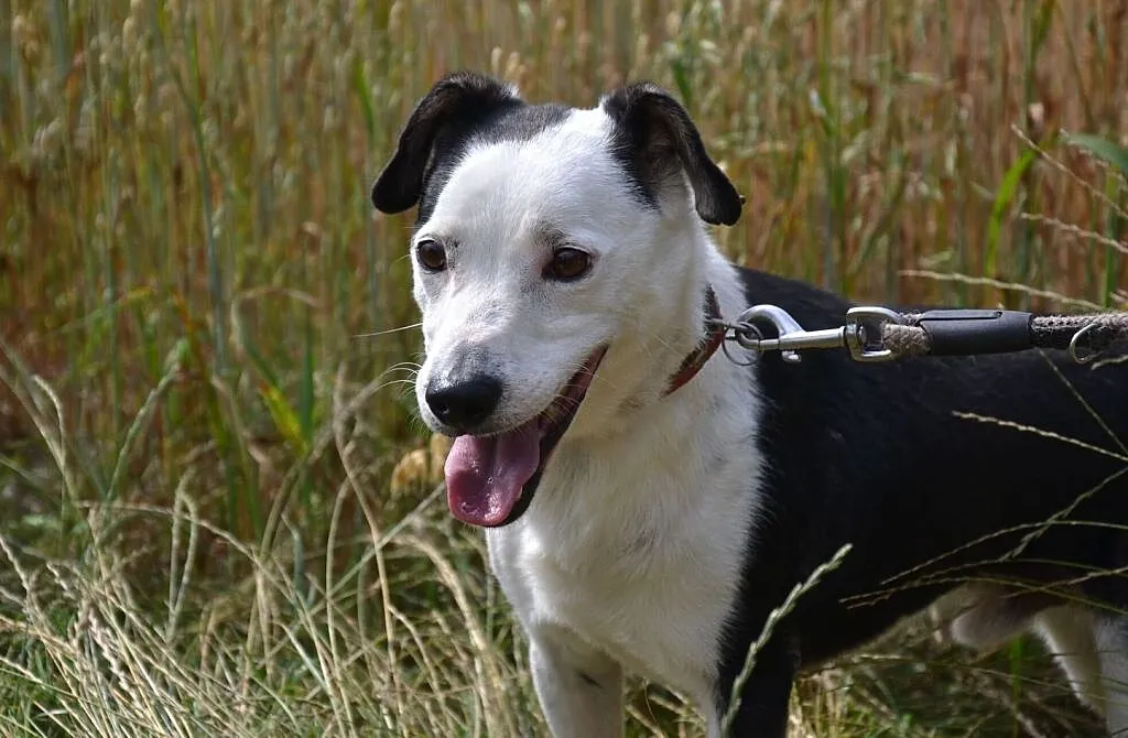 Gryfinek-biało czarny prześmieszny duszek, marznie w schronisku... ADOPTUJ, Małopolskie, Kraków