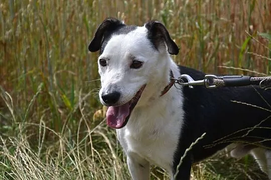 Gryfinek-biało czarny prześmieszny duszek, marznie w schronisku... ADOPTUJ, Małopolskie, Kraków