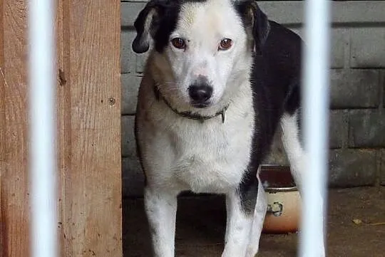 Gryfinek-biało czarny prześmieszny duszek, marznie w schronisku... ADOPTUJ, Małopolskie, Kraków