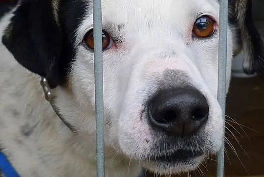 Gryfinek-biało czarny prześmieszny duszek, marznie w schronisku... ADOPTUJ, Małopolskie, Kraków