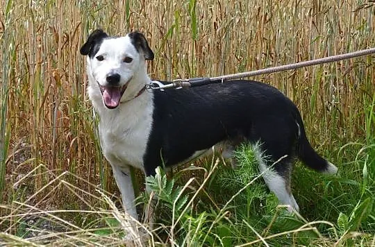 Gryfinek-biało czarny prześmieszny duszek, marznie w schronisku... ADOPTUJ, Małopolskie, Kraków