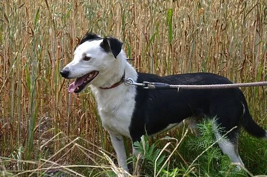 Gryfinek-biało czarny prześmieszny duszek, marznie w schronisku... ADOPTUJ, Małopolskie, Kraków