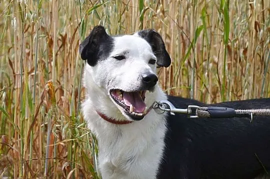 Gryfinek-biało czarny prześmieszny duszek, marznie w schronisku... ADOPTUJ, Małopolskie, Kraków