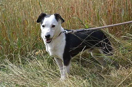 Gryfinek-biało czarny prześmieszny duszek, marznie w schronisku... ADOPTUJ, Małopolskie, Kraków