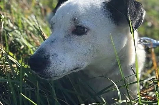 Gryfinek-biało czarny prześmieszny duszek, marznie w schronisku... ADOPTUJ, Małopolskie, Kraków