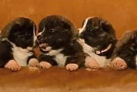 Akita Inu puppies with pedigree,  Pozostałe rasy c, cała Polska