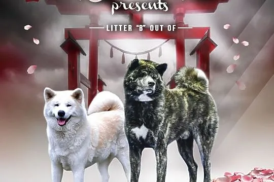 Akita Inu puppies with pedigree,  Pozostałe rasy c, cała Polska