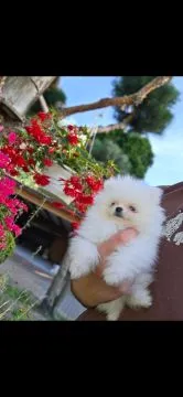 szczeniaki Szpic miniaturowy pomeranian fci zkwp!!!!!!!!!!!, , Olszanka