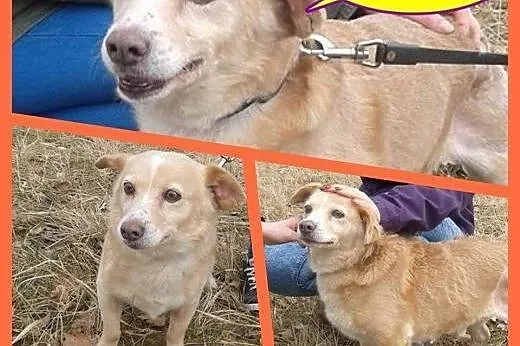 Spokojny, biszkoptowy, wykastrowany OZI marzy o ro