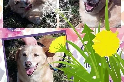 Spokojny, biszkoptowy, wykastrowany OZI marzy o ro