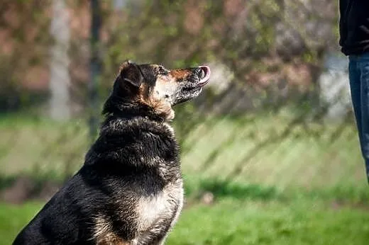 LEO - cudny mix fix, nie czekaj tylko dom mu daj:),  mazowieckie Warszawa