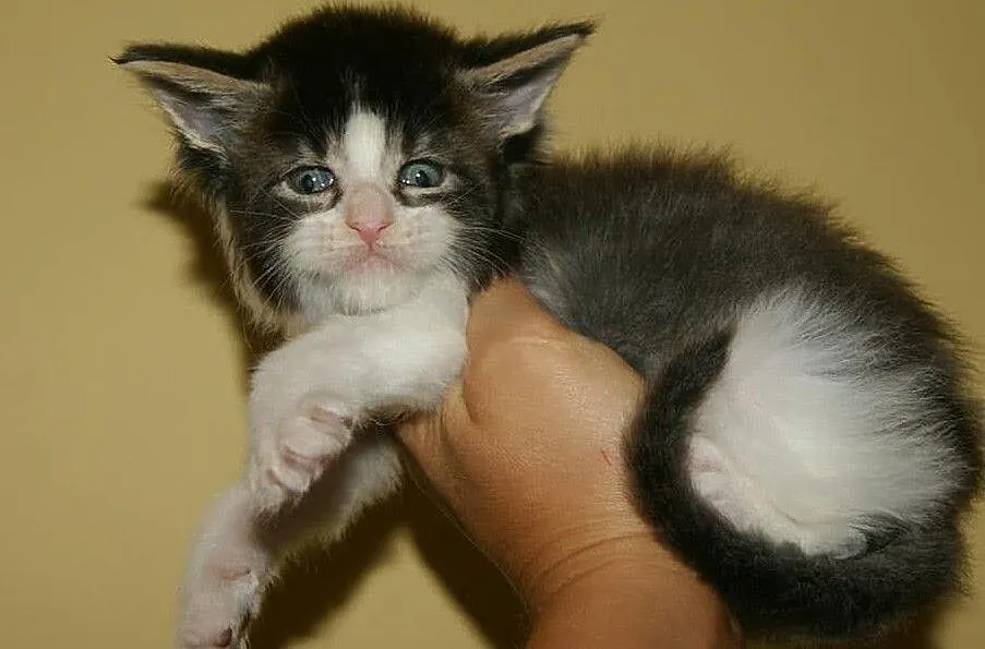 duzy chlopiecmaine coon, Łódzkie, Łódź