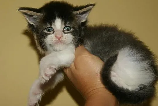 duzy chlopiecmaine coon, Łódzkie, Łódź