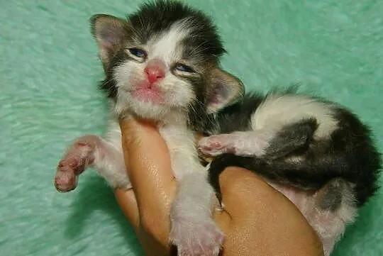 duzy chlopiecmaine coon, Łódzkie, Łódź