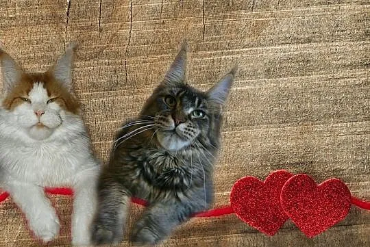duzy chlopiecmaine coon, Łódzkie, Łódź