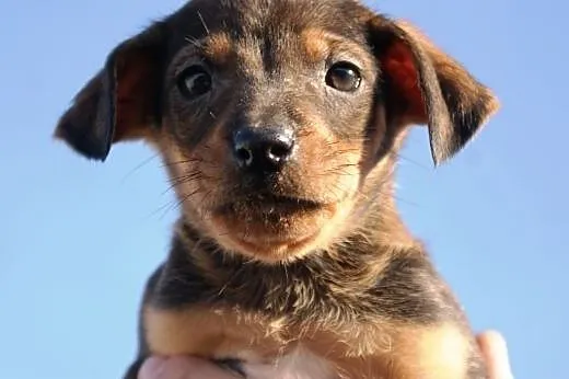 KSIĘŻNICZKA - KAFFKA - adopcja,  małopolskie Krakó