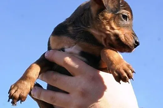 KSIĘŻNICZKA - KAFFKA - adopcja,  małopolskie Krakó