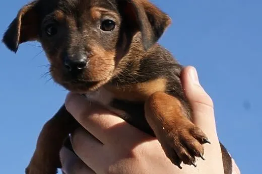 KSIĘŻNICZKA - KAFFKA - adopcja,  małopolskie Krakó