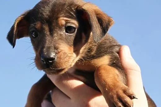 KSIĘŻNICZKA - KAFFKA - adopcja,  małopolskie Krakó