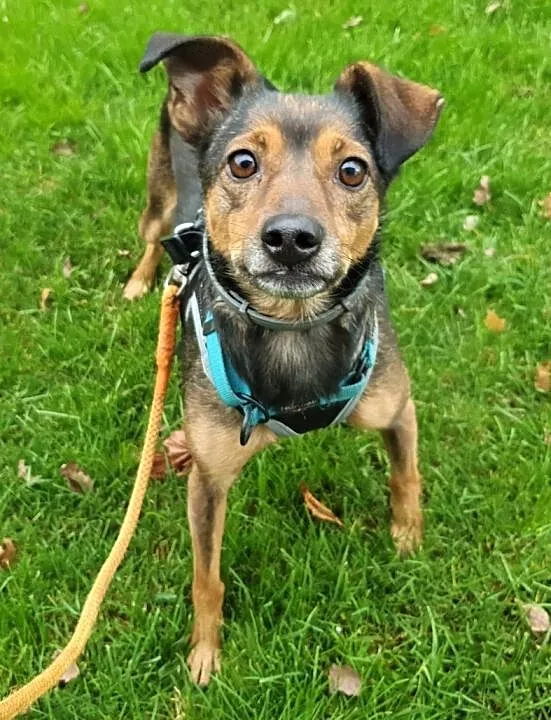 KATE - nieduża, nieśmiała sunia, która nigdy nie miała domu... ADOPTUJ!, Mazowieckie, Warszawa