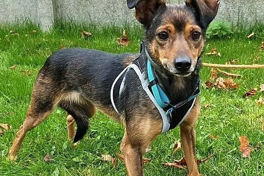 KATE - nieduża, nieśmiała sunia, która nigdy nie miała domu... ADOPTUJ!, Mazowieckie, Warszawa