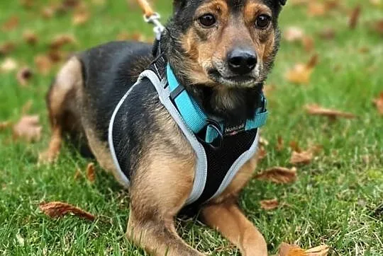 KATE - nieduża, nieśmiała sunia, która nigdy nie miała domu... ADOPTUJ!, Mazowieckie, Warszawa