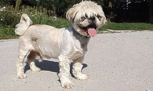 Senior w typie shih tzu szuka domu!, dolnośląskie