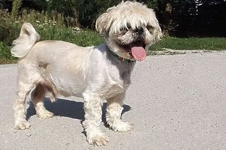 Senior w typie shih tzu szuka domu!,  dolnośląskie