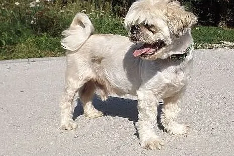 Senior w typie shih tzu szuka domu!,  dolnośląskie