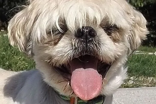 Senior w typie shih tzu szuka domu!,  dolnośląskie