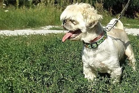 Senior w typie shih tzu szuka domu!,  dolnośląskie
