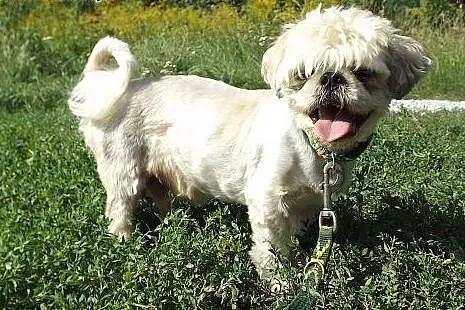 Senior w typie shih tzu szuka domu!,  dolnośląskie