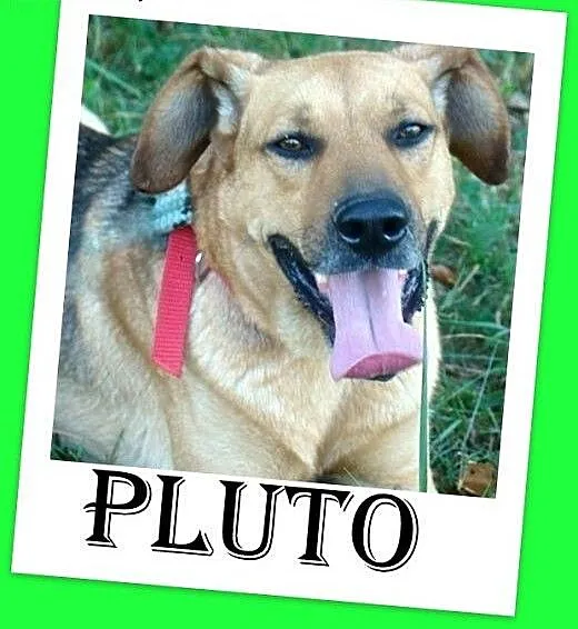 Średni,młody,wesoły,łagodny,przyjazny pies PLUTO.,