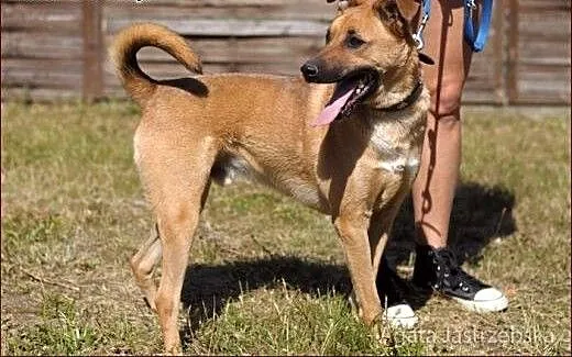 Pies Dingo :), warmińsko-mazurskie Olsztyn