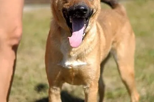 Pies Dingo :),  warmińsko-mazurskie Olsztyn