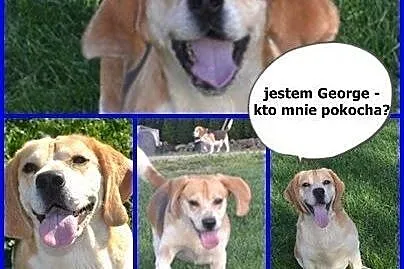 Beagle George szuka domu! ,  Beagle cała Polska