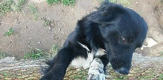 Fajny psiak pilnie szuka domu, dolnośląskie Trzeb