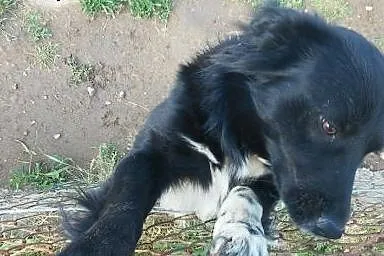 Fajny psiak pilnie szuka domu,  dolnośląskie Trzeb