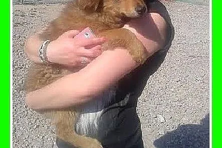 4 mies. szczeniak,suczka NULA średnia,ks.zdrowia,szczepienie.ADOPCJA,  mazowieckie Warszawa