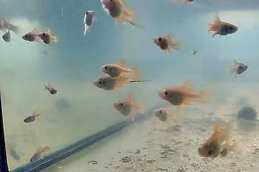 Gupiki mieczyki domowa hodowla