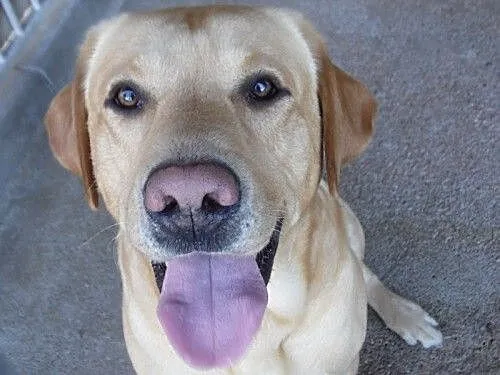 Piękniś - cudowny biszkoptowy labrador szuka domu