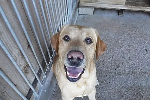 Piękniś - cudowny biszkoptowy labrador szuka domu