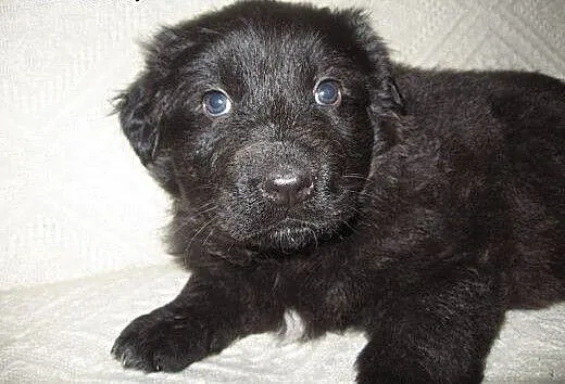 Czarna sunia mix owczarka 6 tyg,adopcja!!, święto